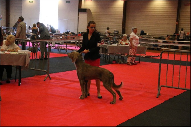 Du Tango Des Neiges Eternelles - Exposition canine de Macon (71)