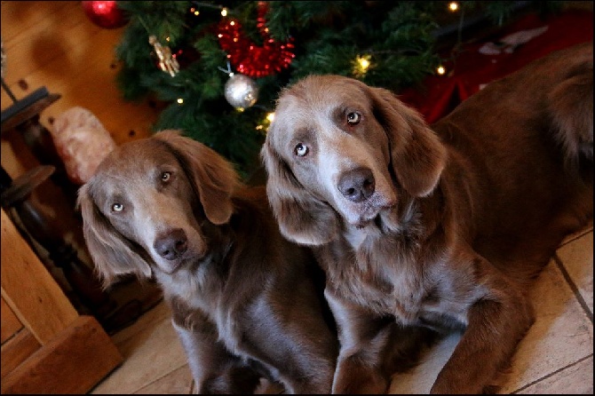 Du Tango Des Neiges Eternelles - Des chiots début 2016