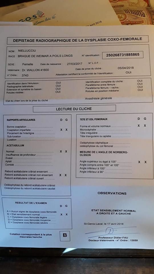 Du Tango Des Neiges Eternelles - Résultats dysplasie Nielluciu