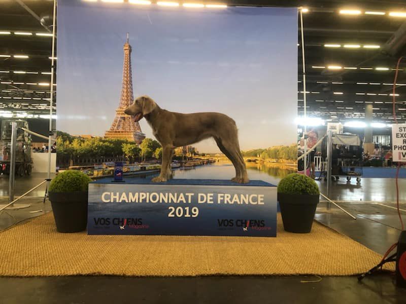 Du Tango Des Neiges Eternelles - Résultats des Championnats de France 2019
