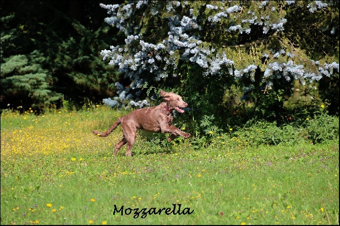 Du Tango Des Neiges Eternelles - Visite chez Mozzarella 