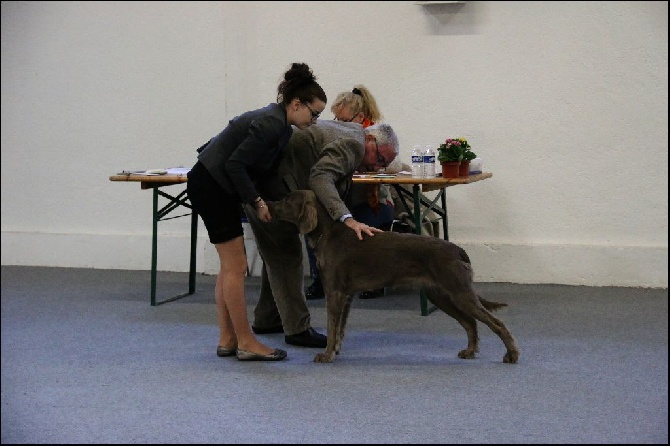 Du Tango Des Neiges Eternelles - Résultats Exposition Canine de Valence (26)