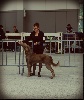  - Exposition canine Internationale d'Avignon