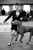  - Résultats EUROPEAN BRUSSEL DOG SHOW 14