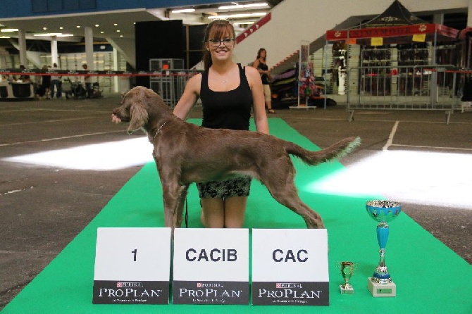 Du Tango Des Neiges Eternelles - Résultat Dog Show Dijon (21)