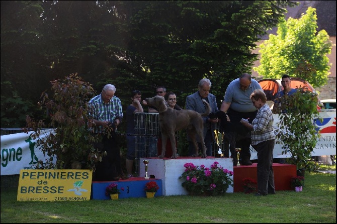 Du Tango Des Neiges Eternelles - Exposition Canine Nationale de Saint Ambreuil (71)