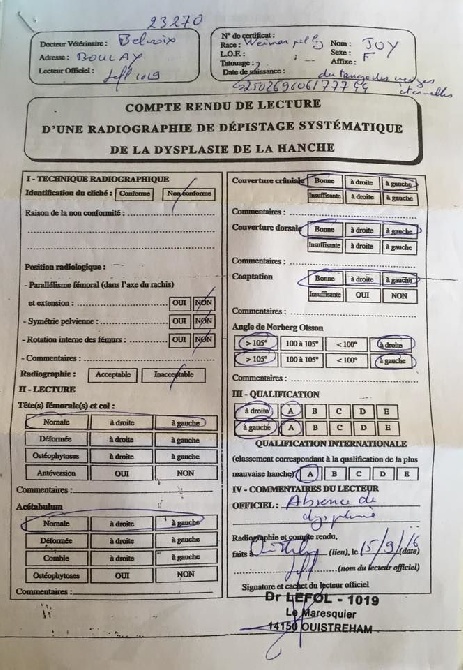 Du Tango Des Neiges Eternelles - Résultat Dysplasie JCH.Joy du Tango des Neiges Eternelles